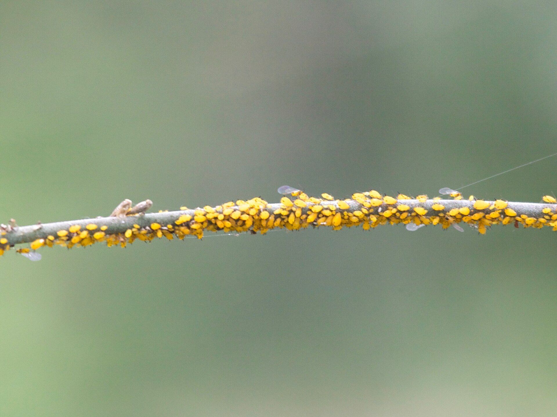 A thin plant stem covered from end to end with hundreds of small yellow aphids
