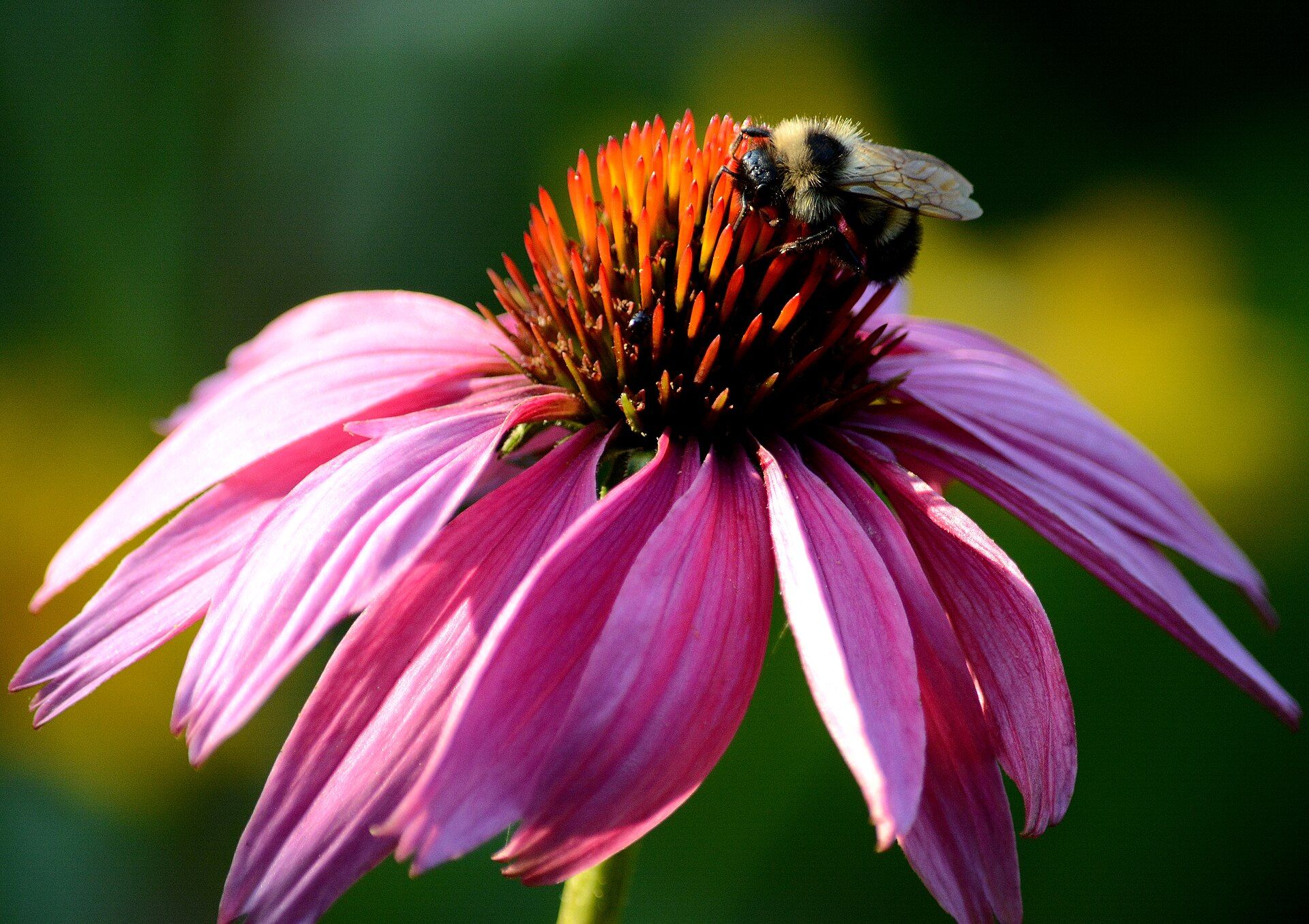 A bumblebee feeding on the orange centre of a purple coneflower