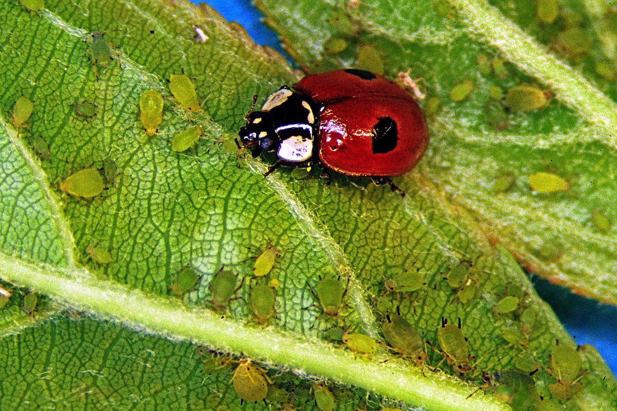 A red lady beetle with black spots walking across a green leaf covered in small green aphids
