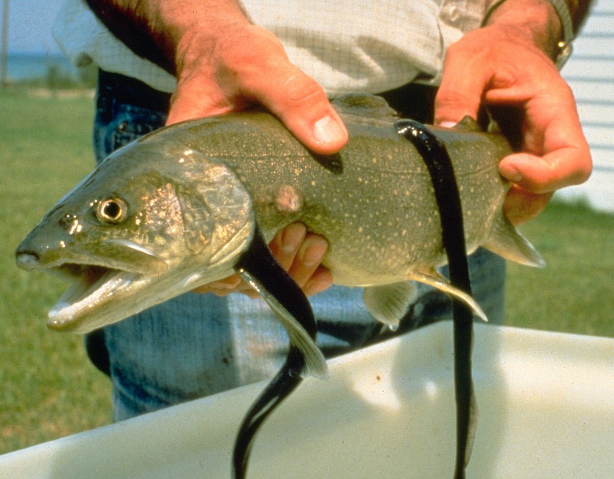 Hands holding a lake trout with two long dark sea lampreys hanging from its side
