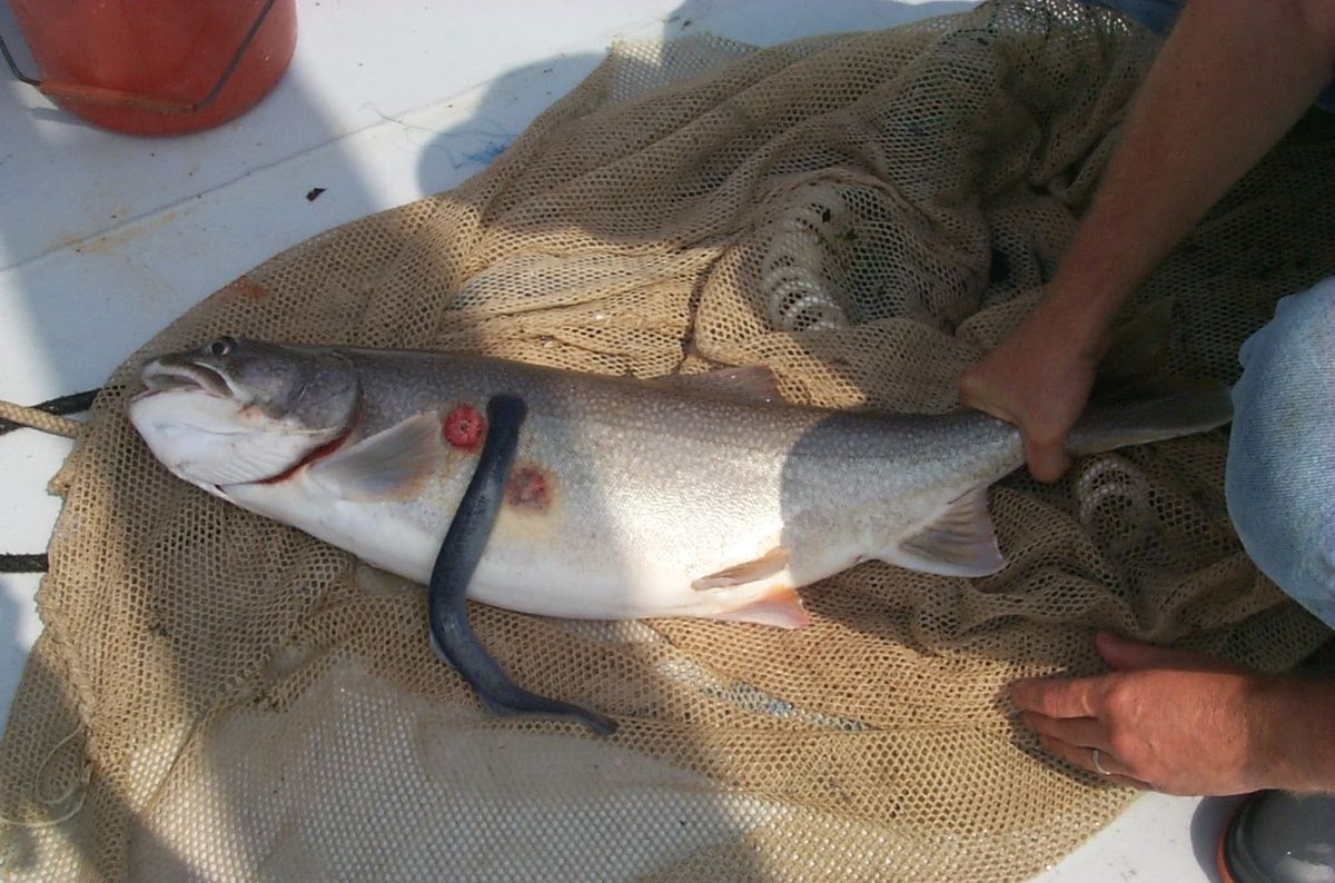 A lake trout lying on a net with a dark sea lamprey attached to its side
