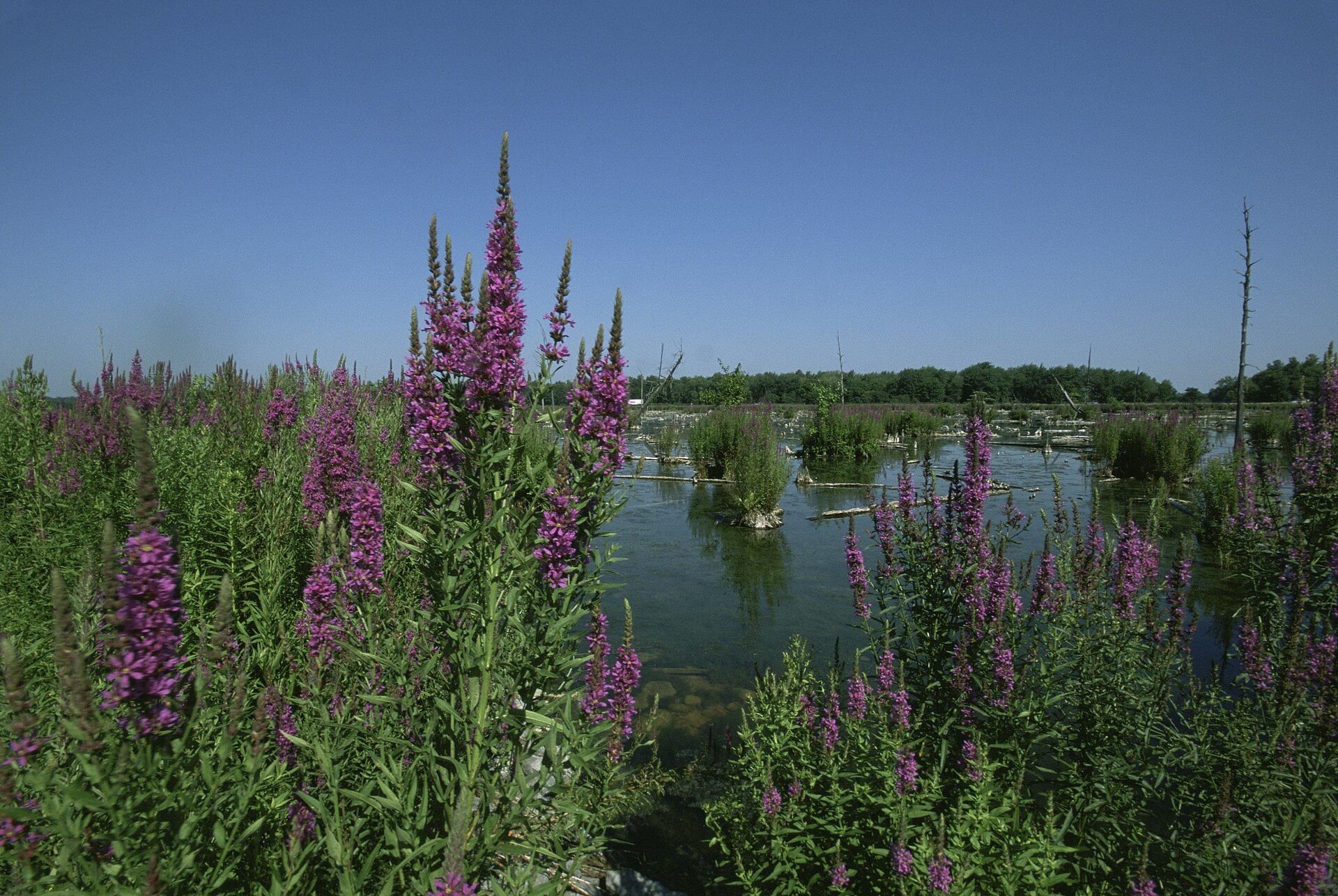Tall spikes of purple loosestrife flowers growing at the edge of a marsh