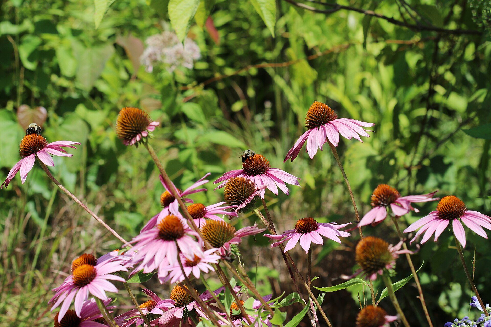 Bumblebees feeding on a patch of purple coneflowers in a sunny meadow
