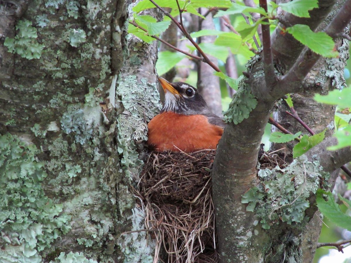 A robin sitting on a nest built in the fork of a tree