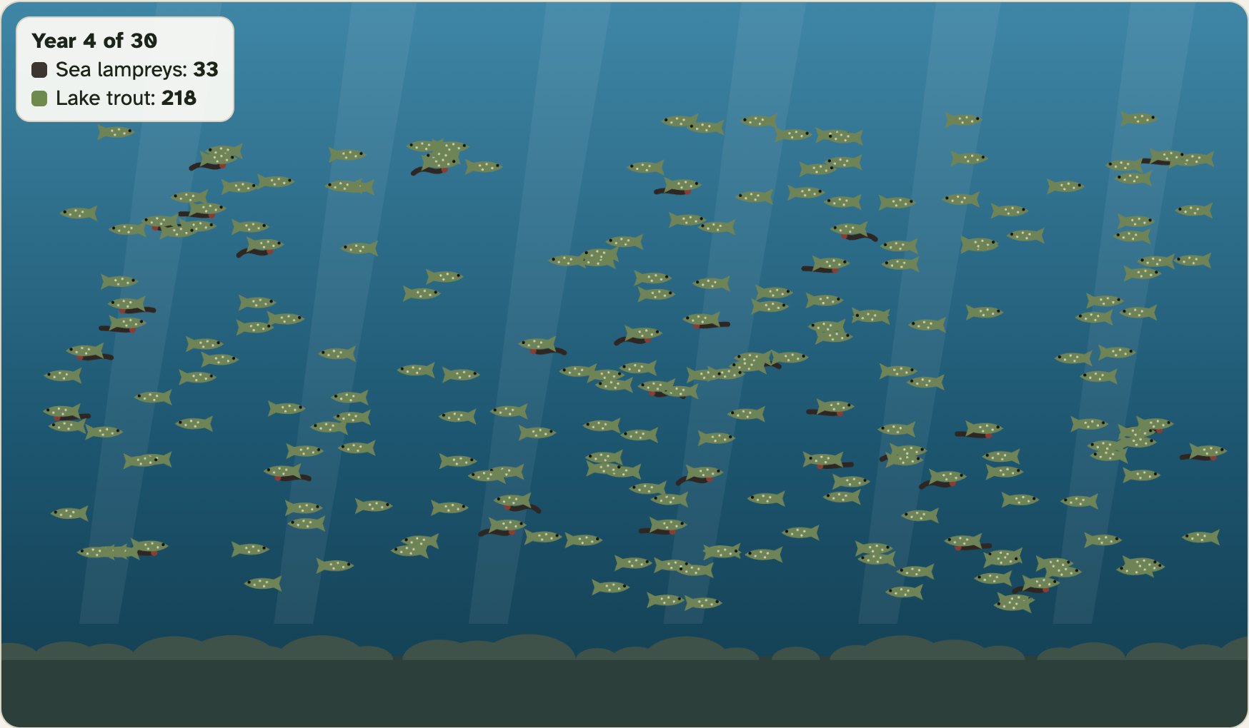 A lake in the lab in year 4, full of swimming lake trout with a few dark sea lampreys among them
