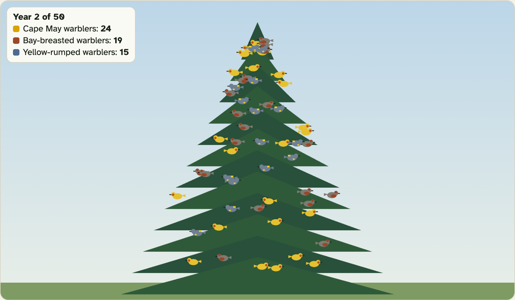A spruce tree in the lab in year 2, with three kinds of warbler mixed together all over the tree
