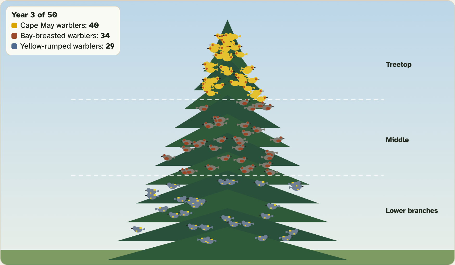 A spruce tree in the lab in year 3, split by dashed lines into treetop, middle and lower branches, with a different kind of warbler in each part
