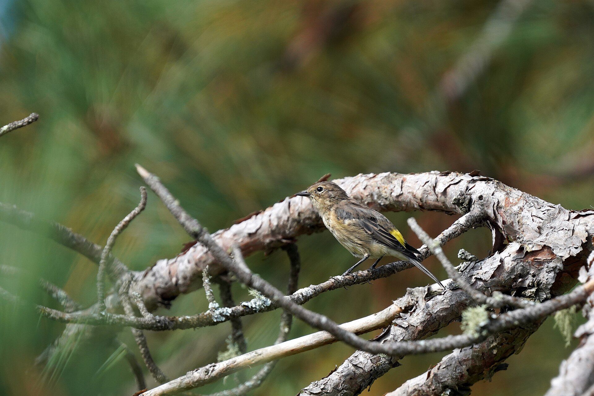 A small brown and yellow warbler perched on a bare pine branch