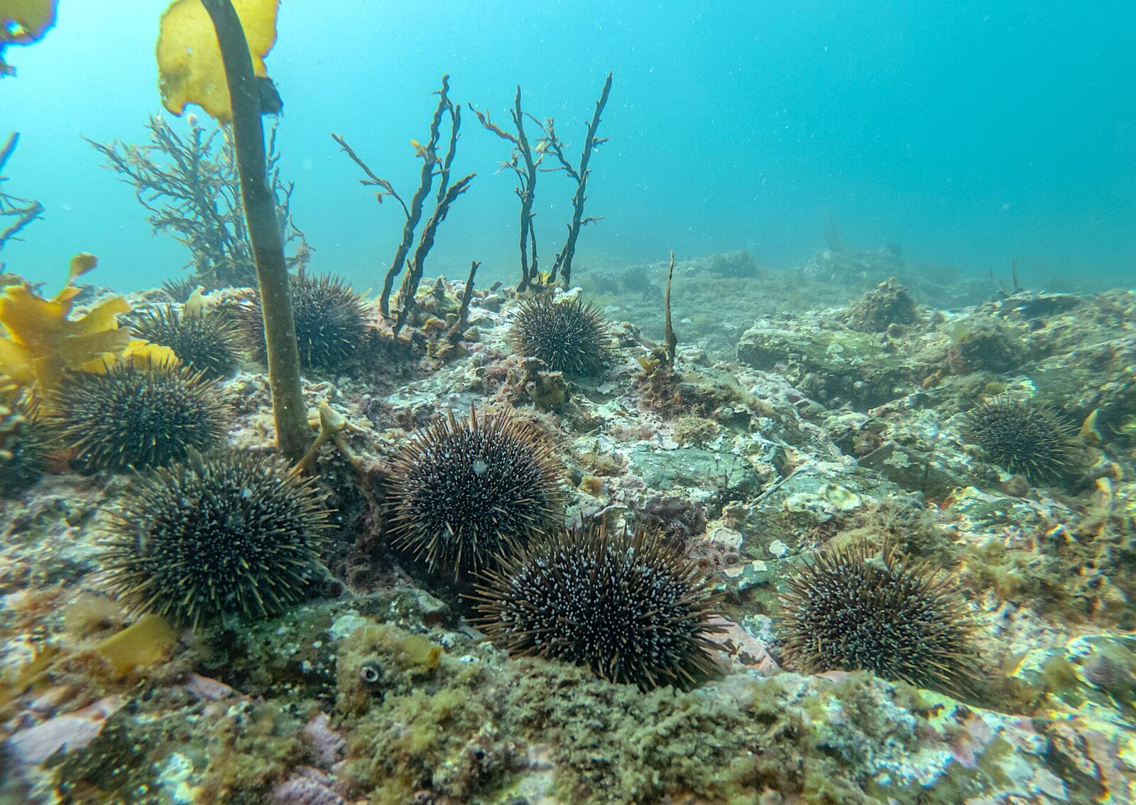 Many sea urchins on bare rock with almost no kelp left
