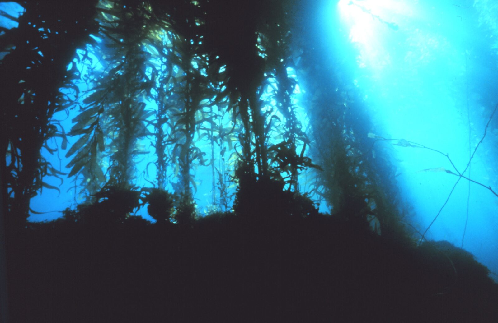 Tall kelp plants seen from below with sunlight coming through