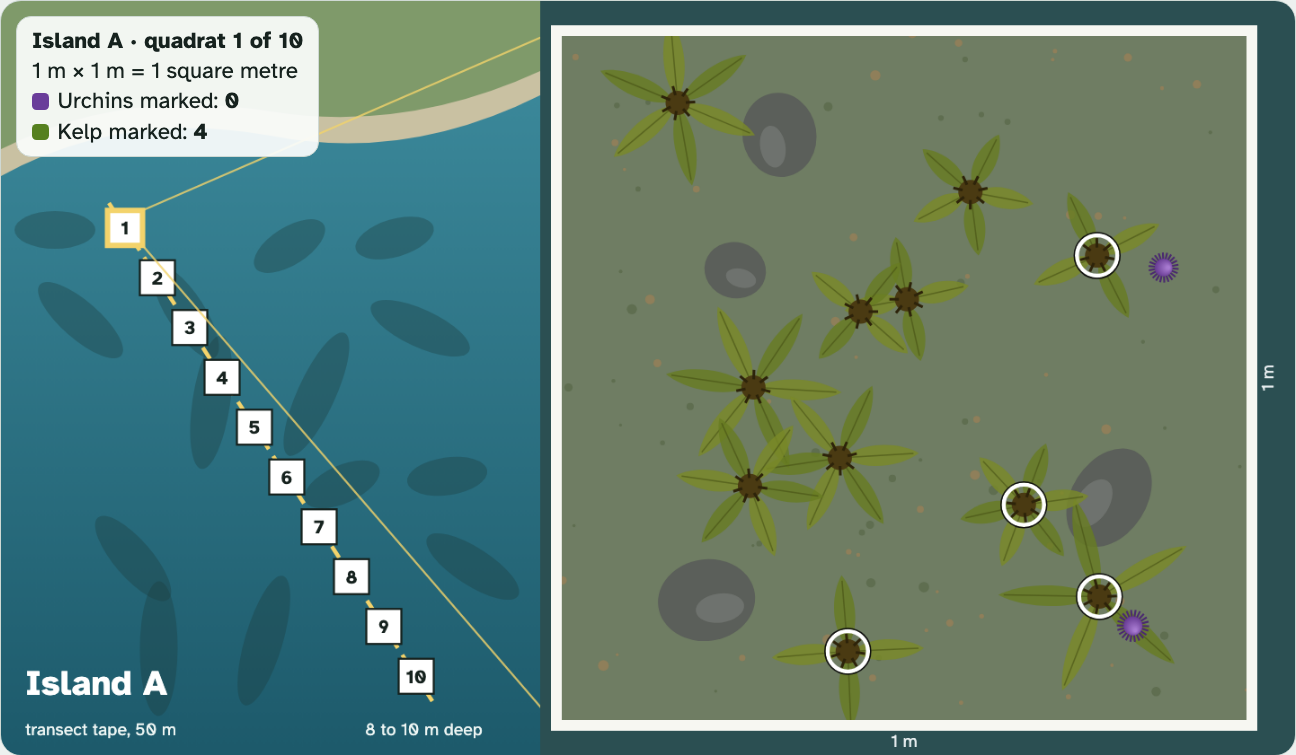 The lab screen for Island A, quadrat 1: a map of the transect on the left and the quadrat on the right with four kelp plants circled