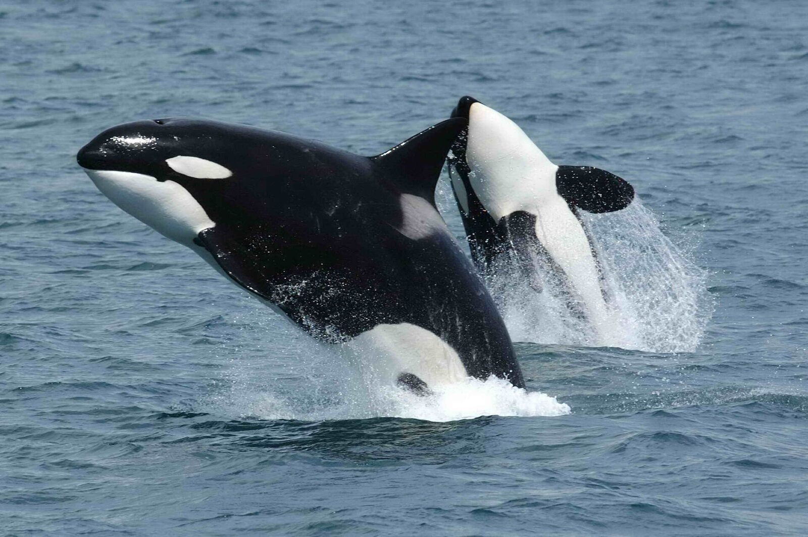 Two killer whales leaping out of the sea
