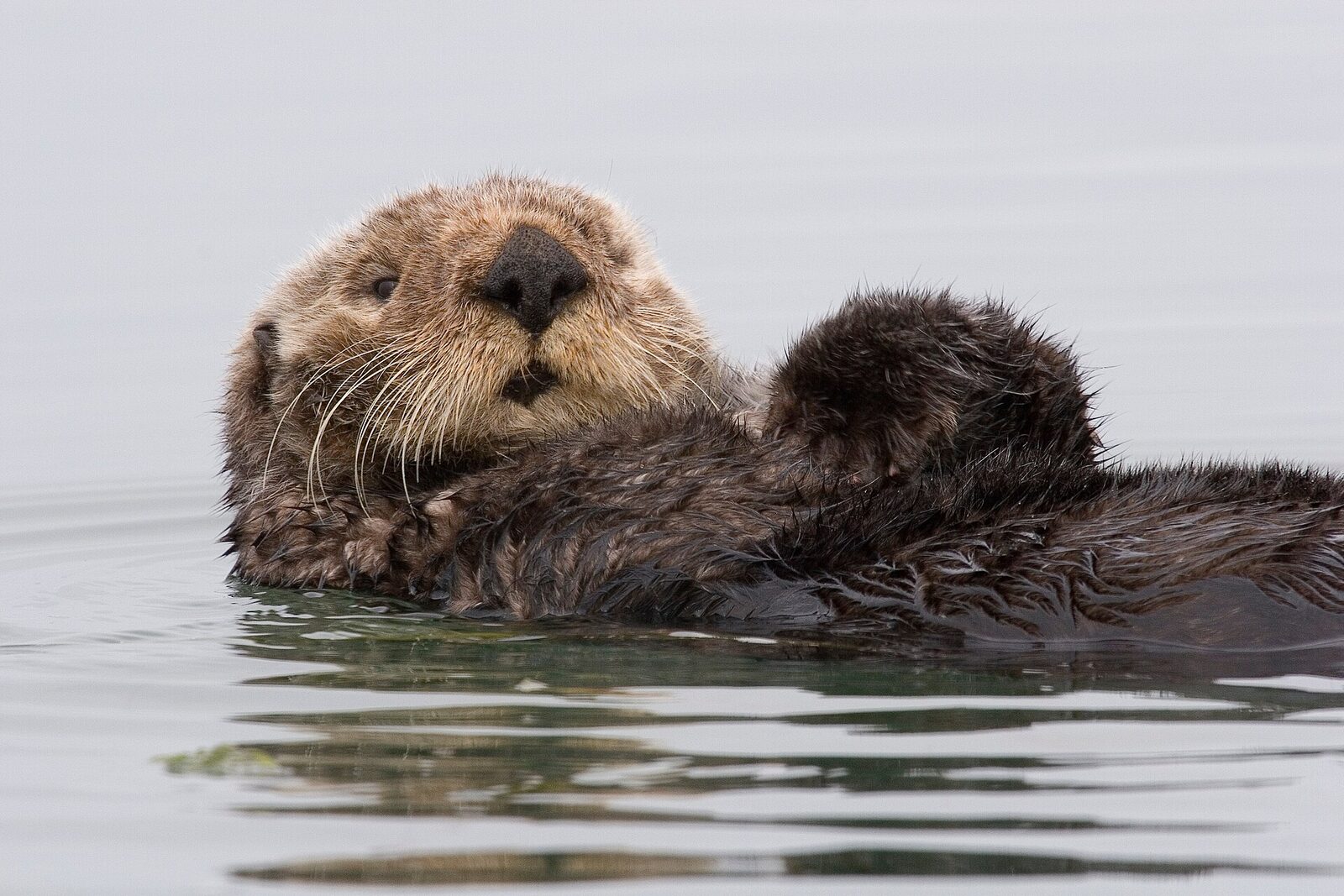 A sea otter floating on its back in calm water