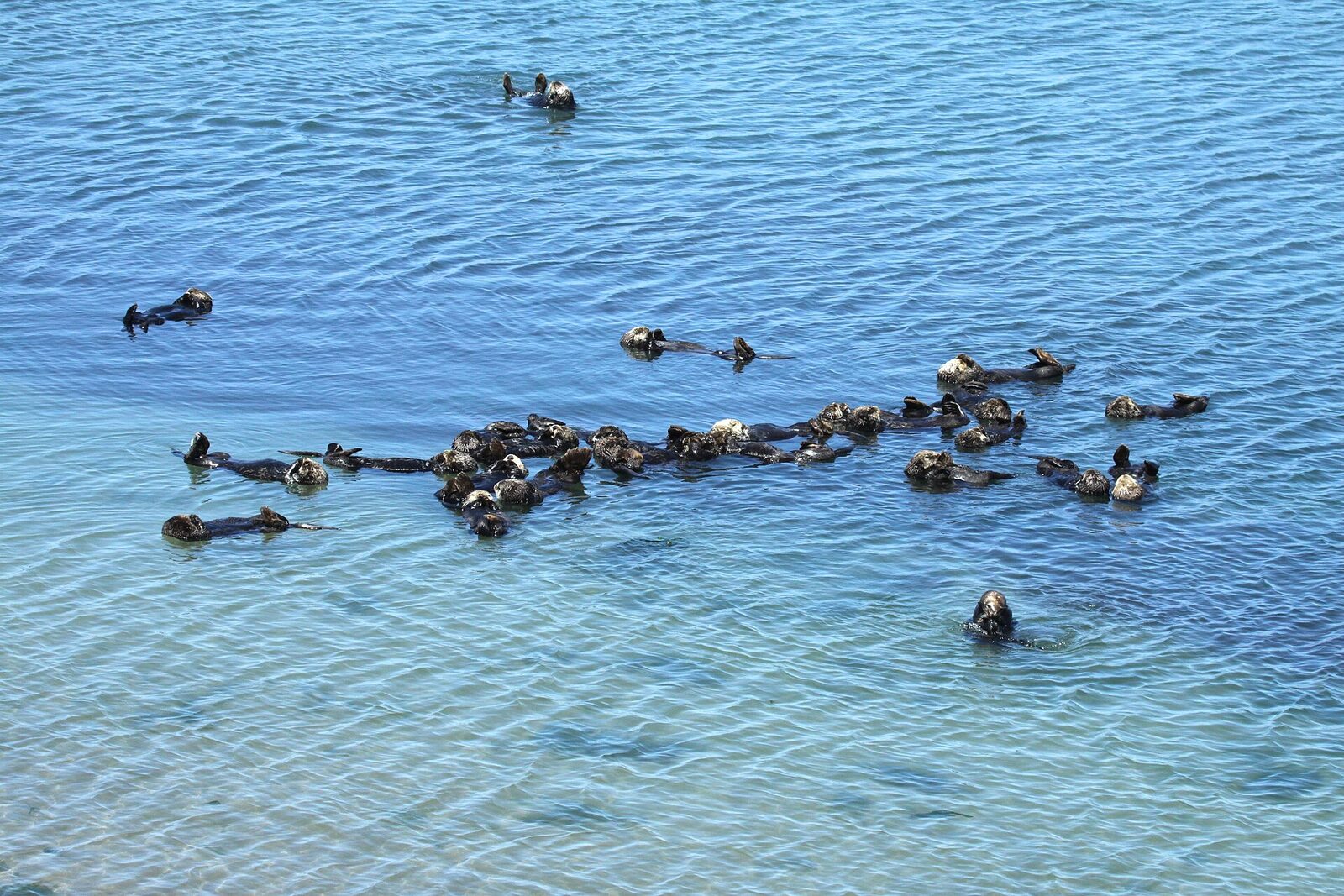 A large group of southern sea otters floating together in blue water on the California coast