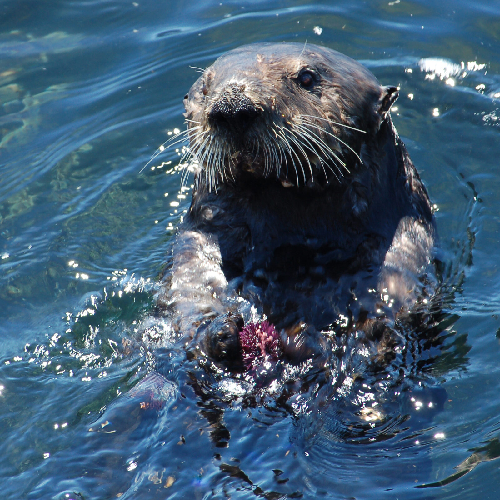 A sea otter holding a purple sea urchin in its paws