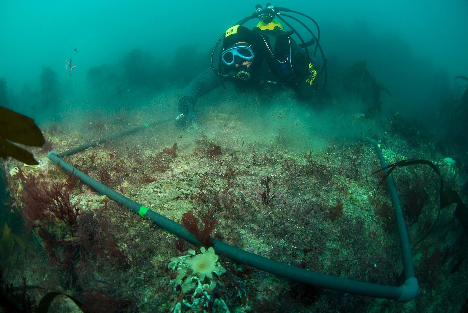 A scuba diver on the seafloor counting inside a square frame called a quadrat