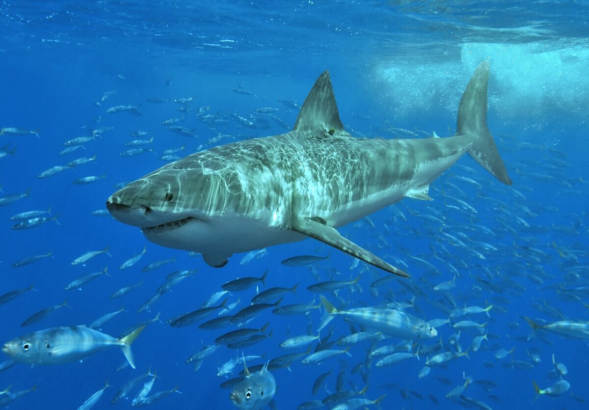 A great white shark swimming among smaller fish