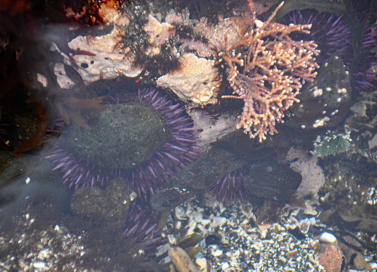 Purple sea urchins in a rocky tide pool