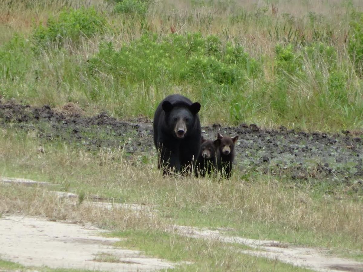 A black bear mother standing in a grassy field with two small cubs beside her