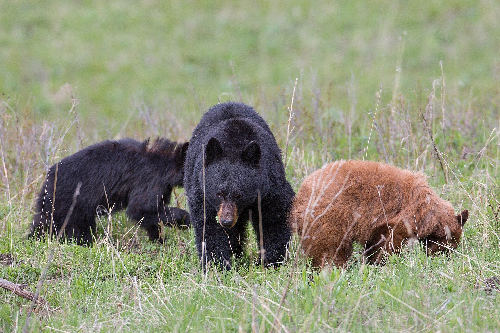 A black bear mother standing in tall grass between her two cubs, one black and one cinnamon brown