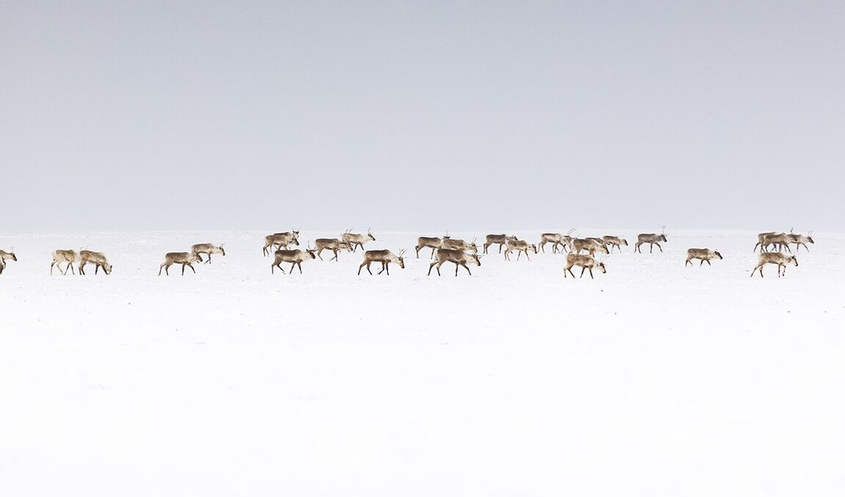 A long line of caribou walking across flat white snow under a grey sky