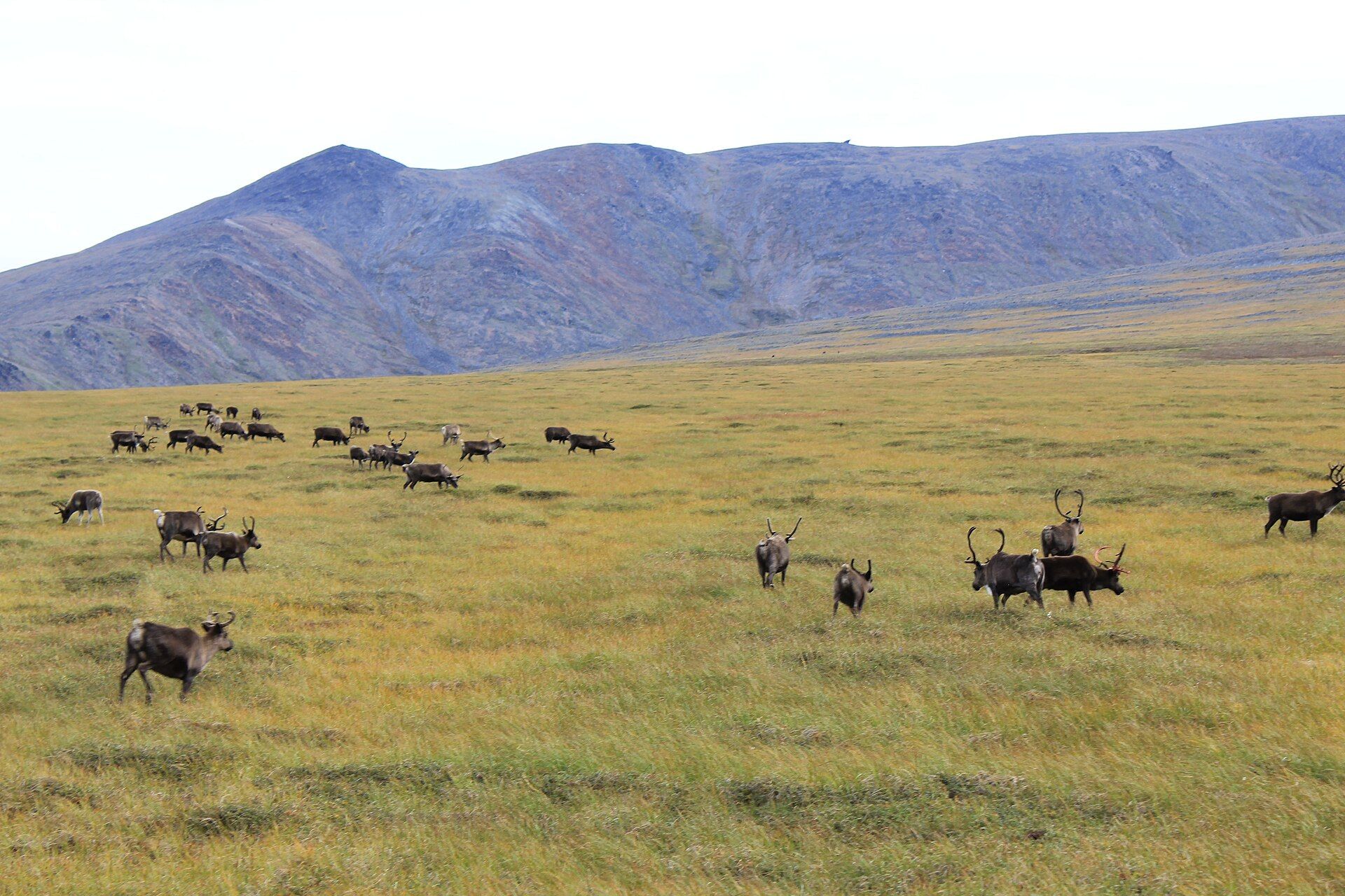 A herd of reindeer grazing on a wide yellow tundra plain in Alaska, with bare mountains behind