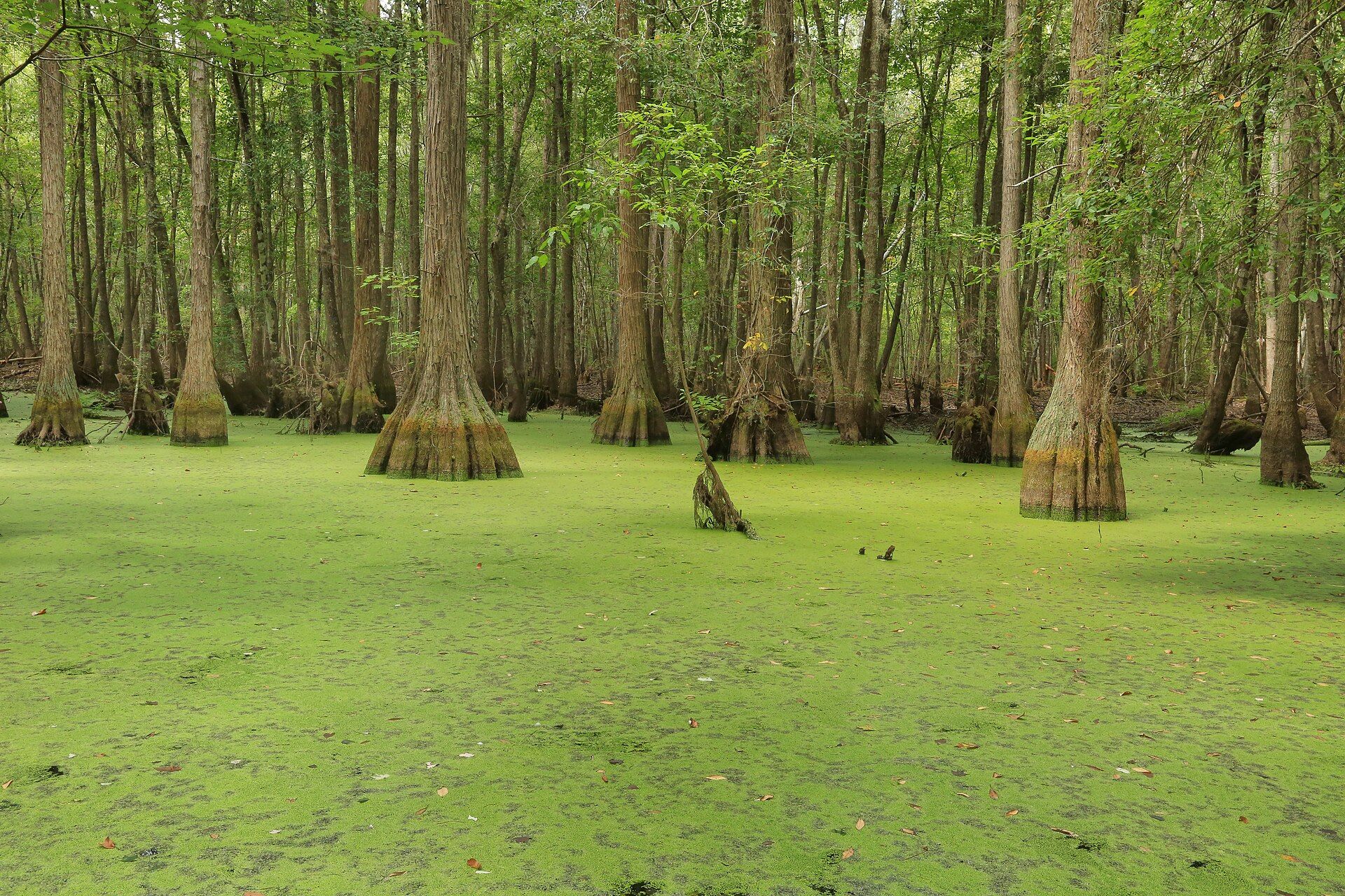 A flooded forest where the water is covered with a solid green carpet of duckweed around the tree trunks