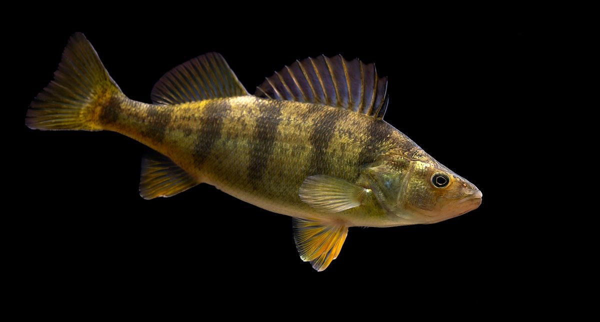 A yellow perch with dark stripes down its gold side, against a black background