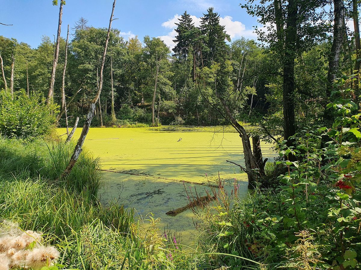 A small forest pond covered edge to edge with bright green duckweed