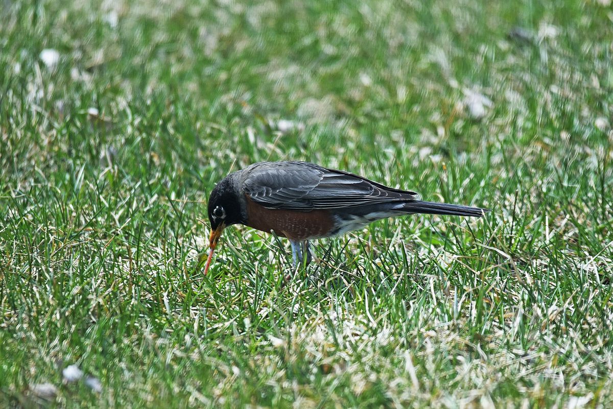 An American robin on a lawn pulling a worm out of the grass