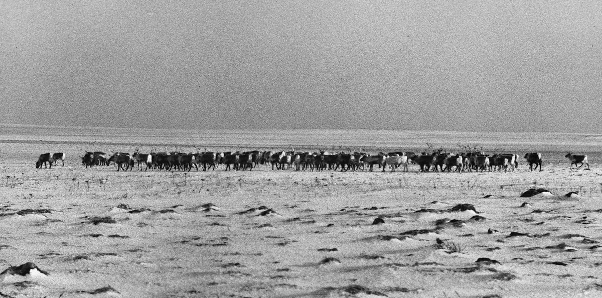 An old black and white photo of a long line of reindeer crossing flat snowy ground on St. Paul Island