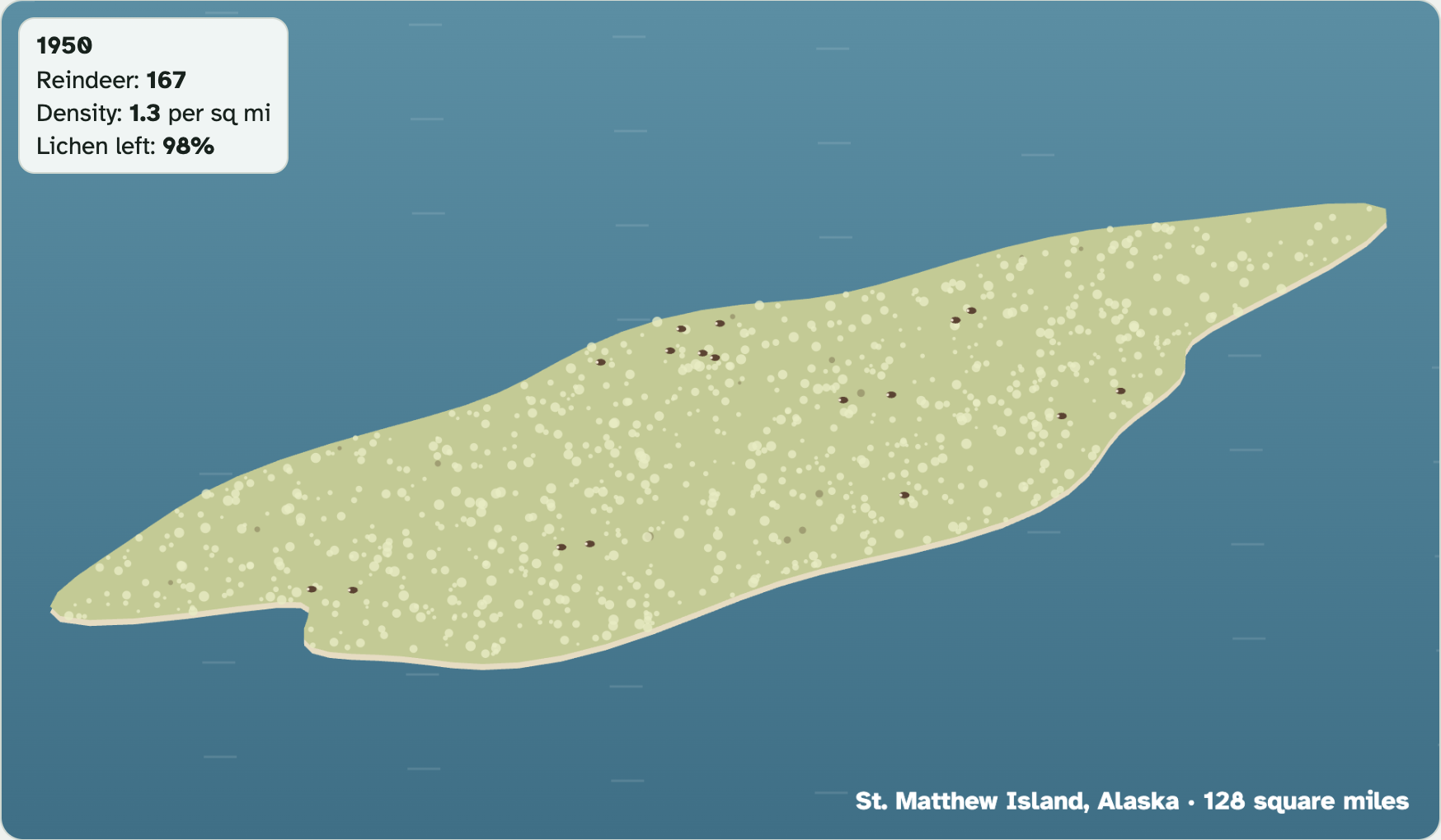 St. Matthew Island in the lab in 1950: a long pale island with a few dark dots for reindeer, and a box showing the year, reindeer, density and lichen left