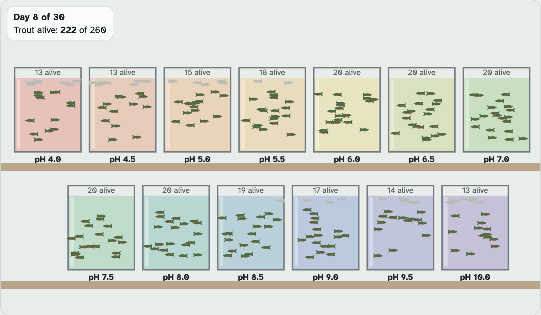 Thirteen fish tanks in the lab on day 8, in two rows, each labelled with its pH and how many trout are alive