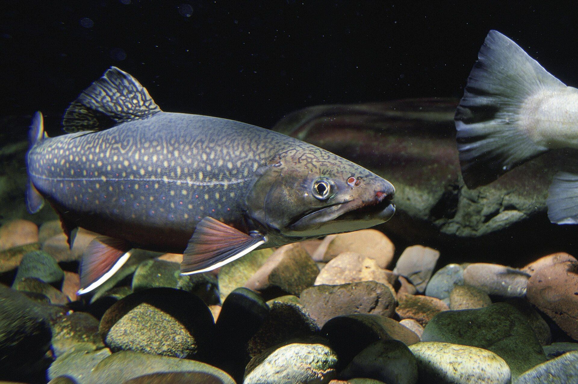 A brook trout with pale spots and red fins swimming over round stones in a dark stream