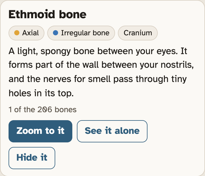 The bone card for the ethmoid bone, with the buttons Zoom to it, See it alone and Hide it