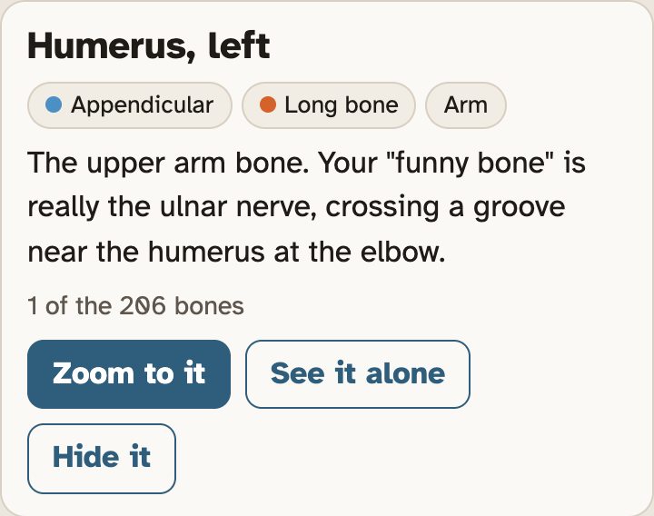The bone card for the left humerus: three tags that say Appendicular, Long bone and Arm, one fact, and the buttons Zoom to it, See it alone and Hide it