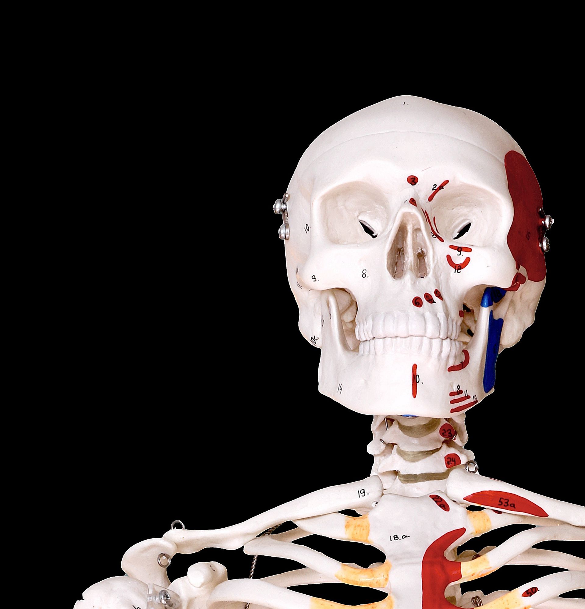 A white teaching skeleton against a black background, seen from the skull down to the ribs