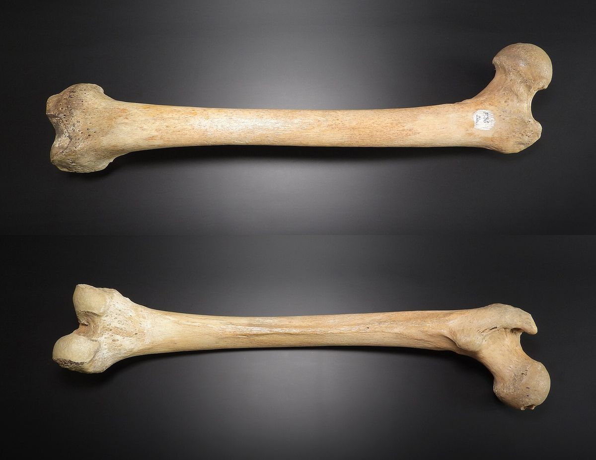 One long human bone photographed twice on a dark table, from the front and from the back