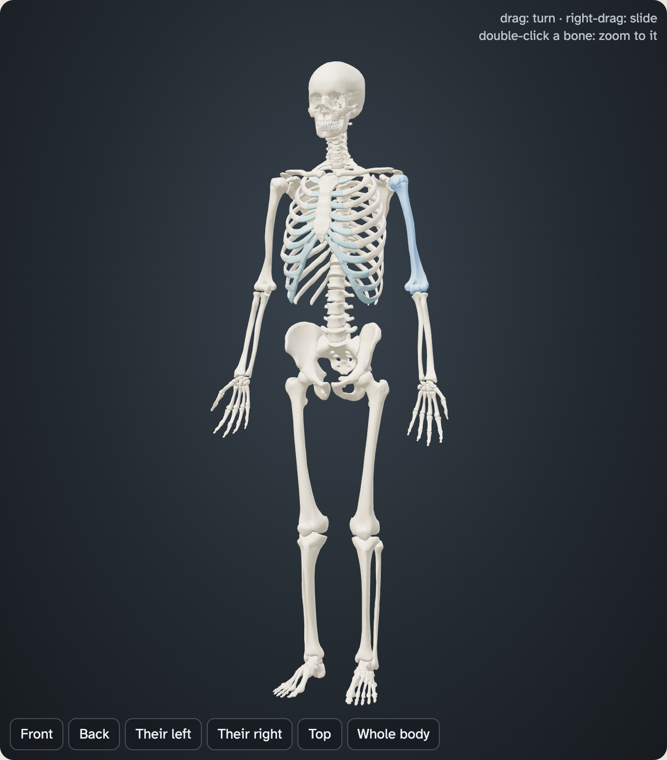 The 3D skeleton in the lab with the left upper arm bone picked, and six view buttons along the bottom: Front, Back, Their left, Their right, Top, Whole body