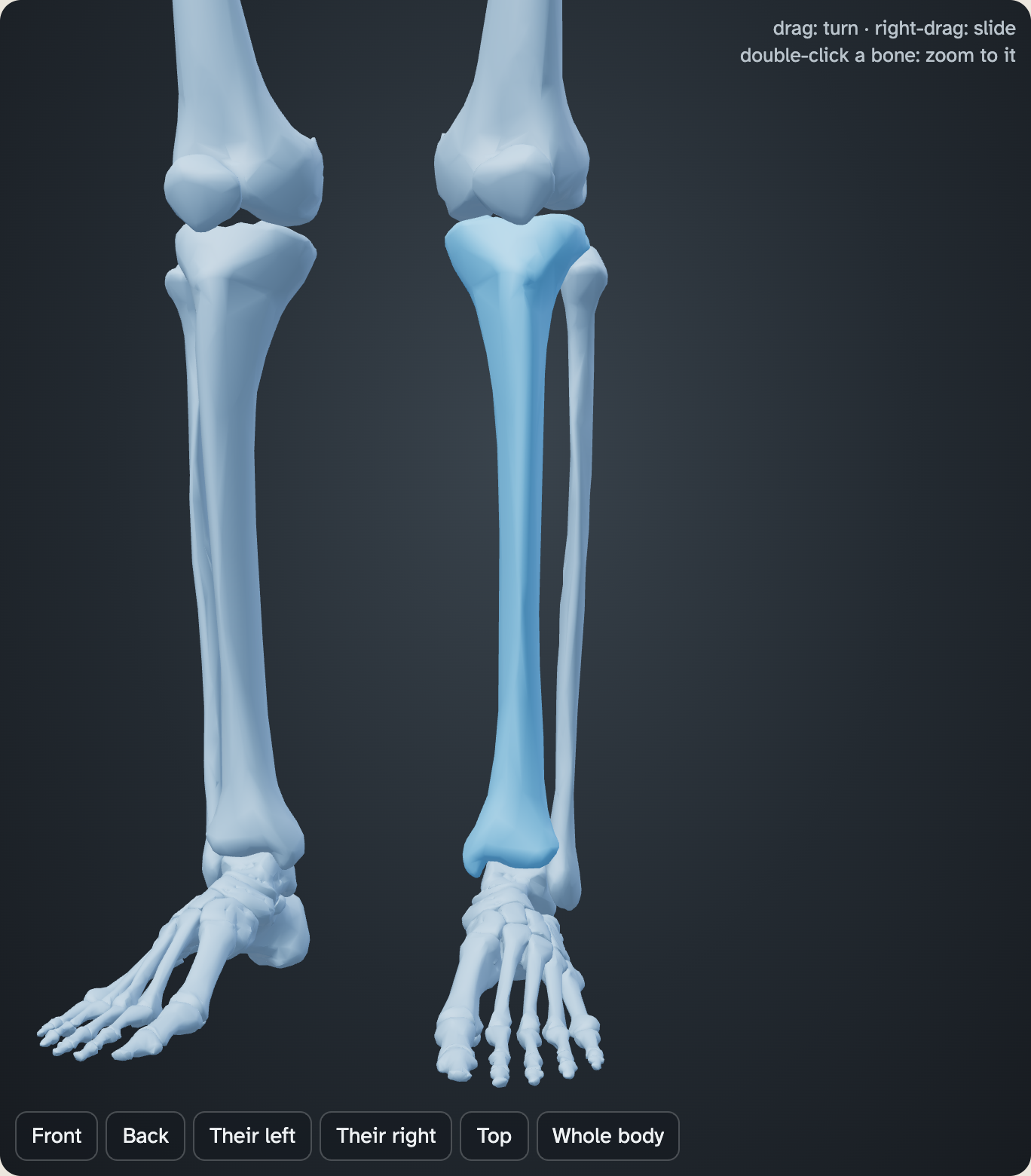 A close view of the lower legs and feet in the lab after the bones are colored. Every bone in view is blue, and one shin bone is picked