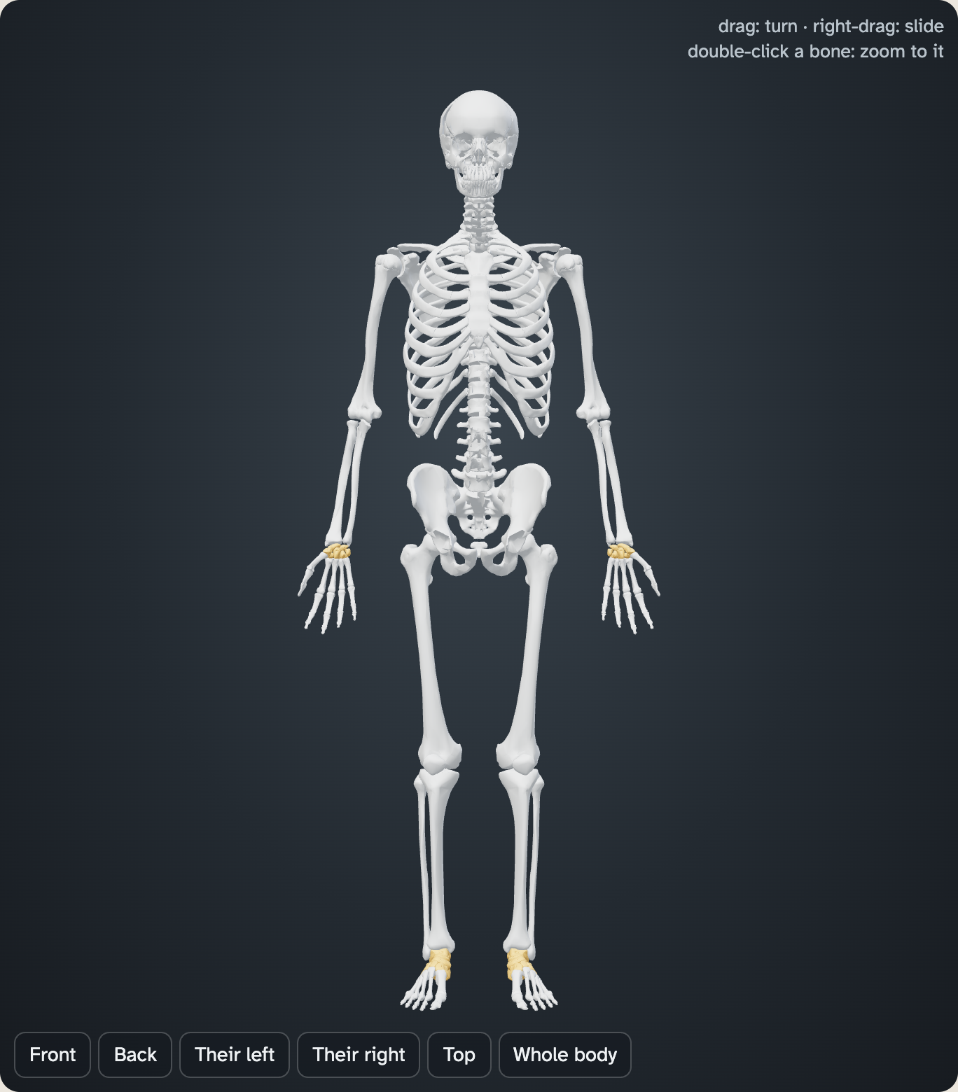 The whole skeleton in the lab with only the short bones lit in yellow at the wrists and ankles. Every other bone is faded to pale grey