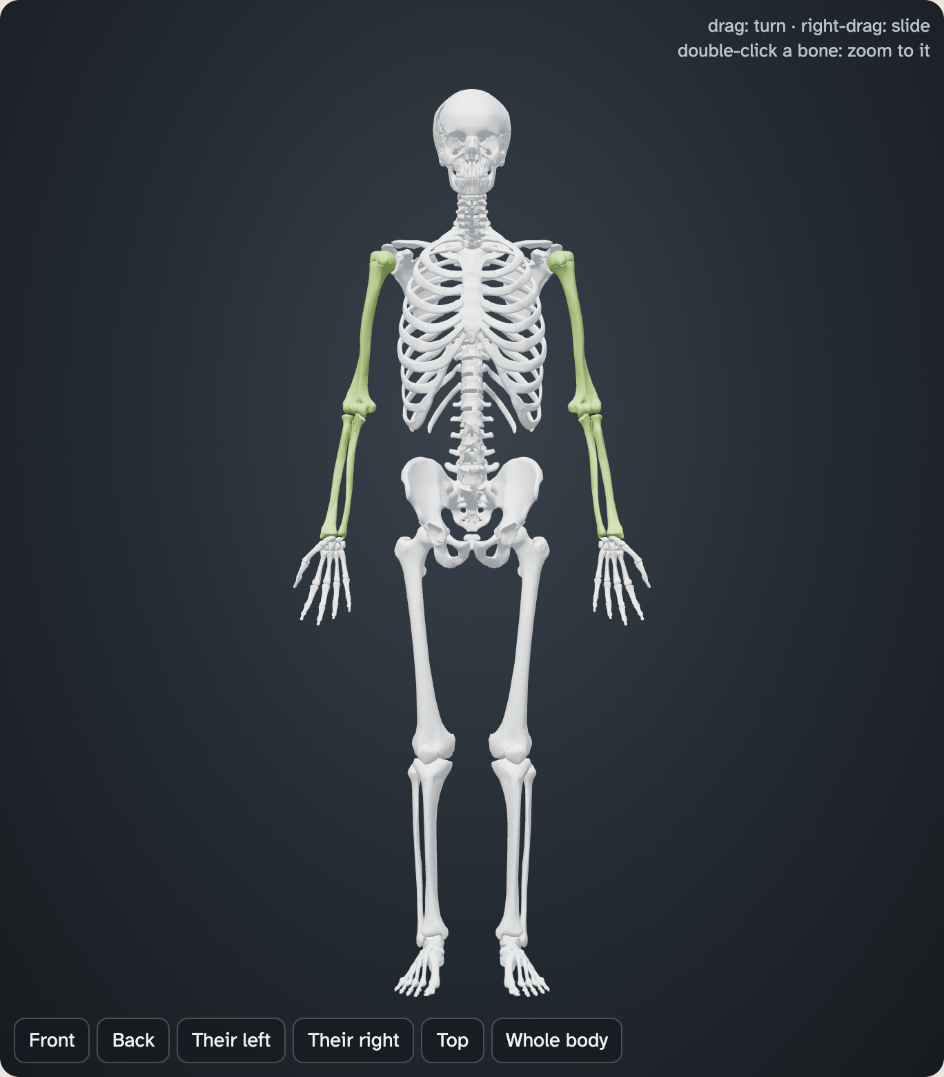 The whole skeleton in the lab with only the six arm bones lit in green. Every other bone is faded to pale grey