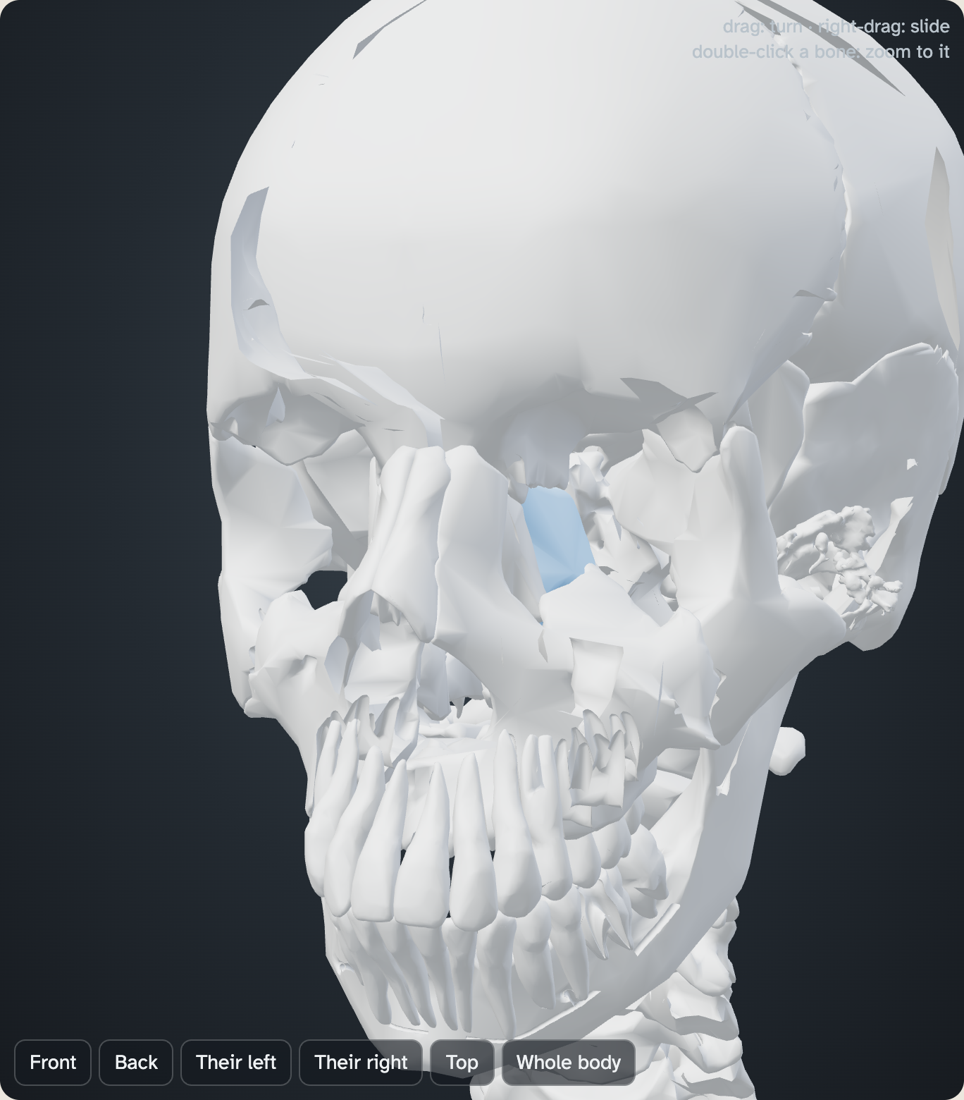 The head and neck of the skeleton faded to pale grey, with one small bone lit in blue between the eyes