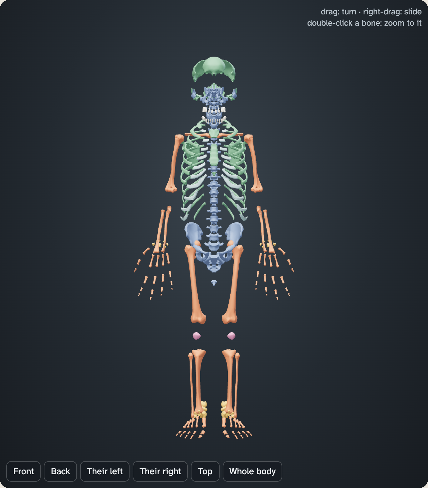 The whole skeleton in the lab pulled apart, so there are gaps between the bones. The bones are colored by shape
