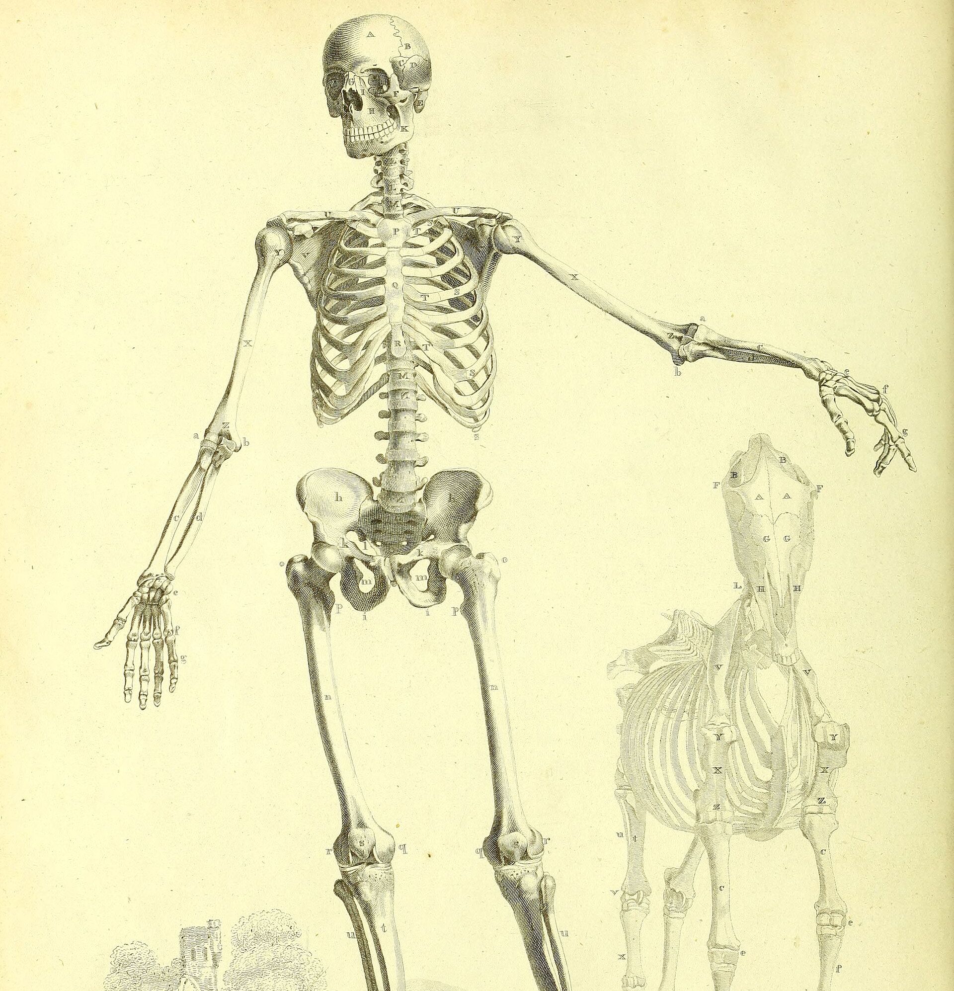 An old engraving of a human skeleton standing with one arm held out, seen from the front
