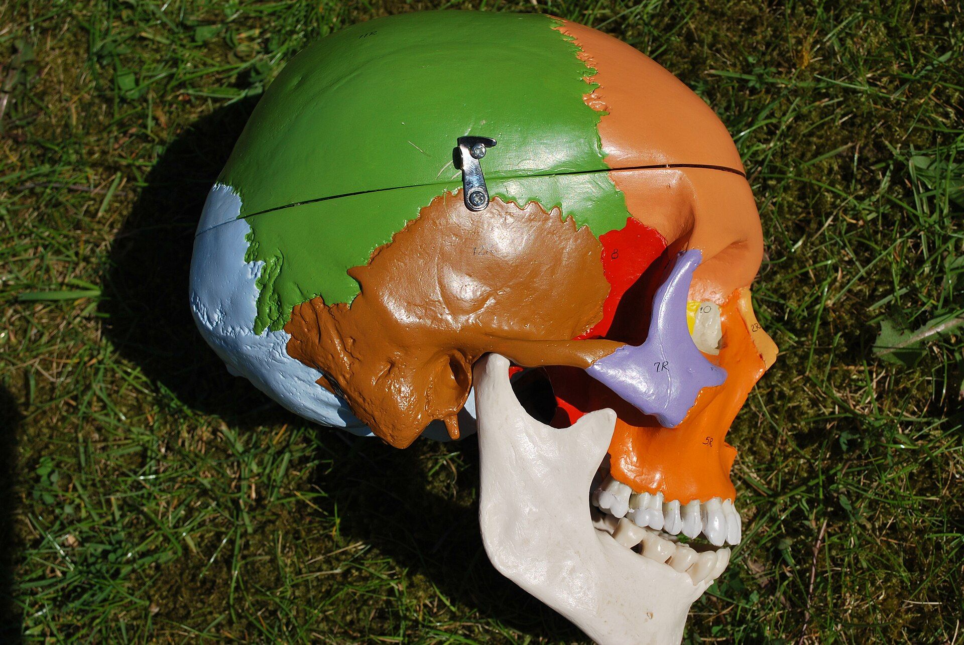 A plastic model of a human skull lying on grass, seen from the side, with each bone painted a different color