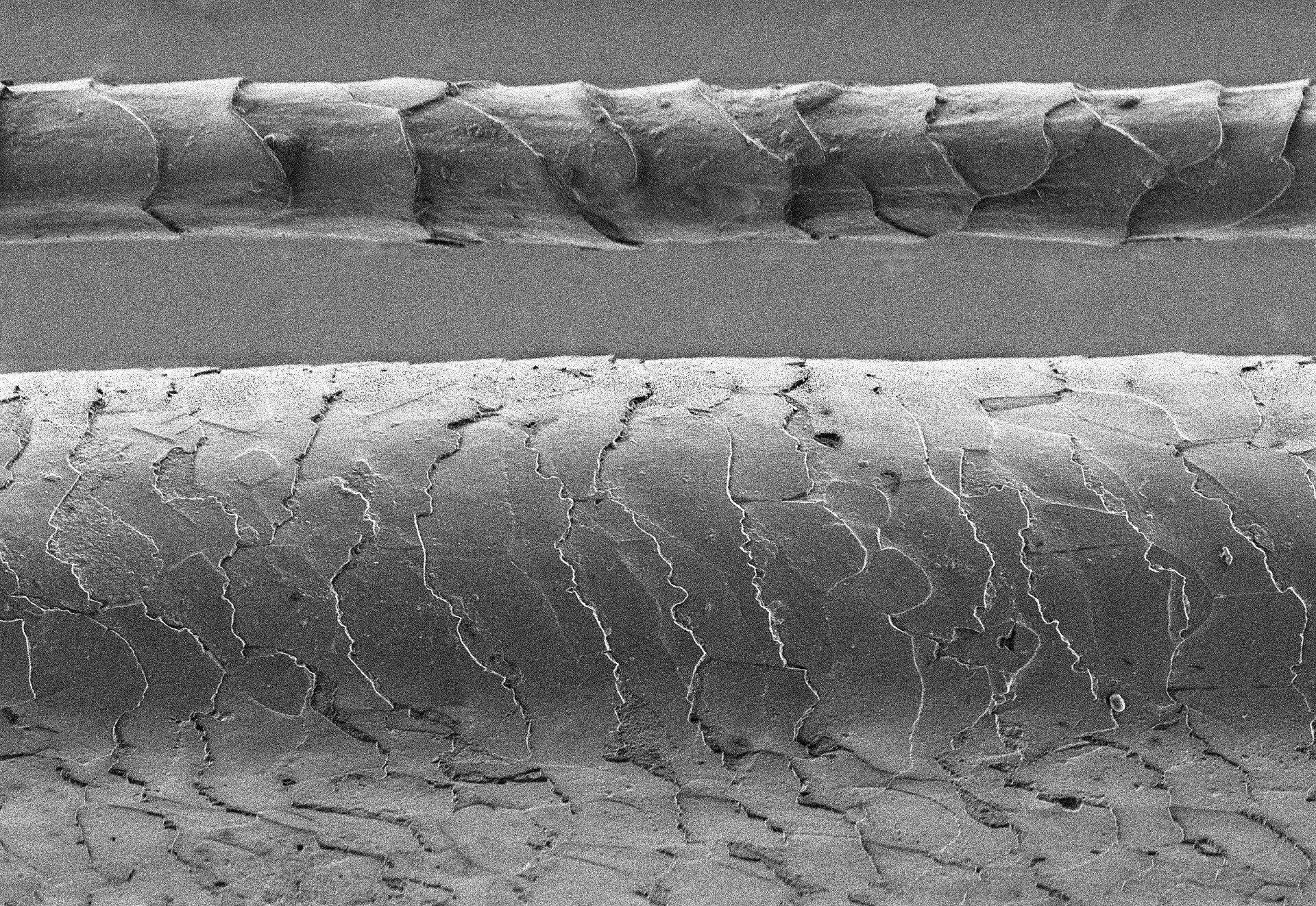 Two fibers seen with an electron microscope: a thin sheep wool fiber above a thicker human hair, both covered in overlapping scales