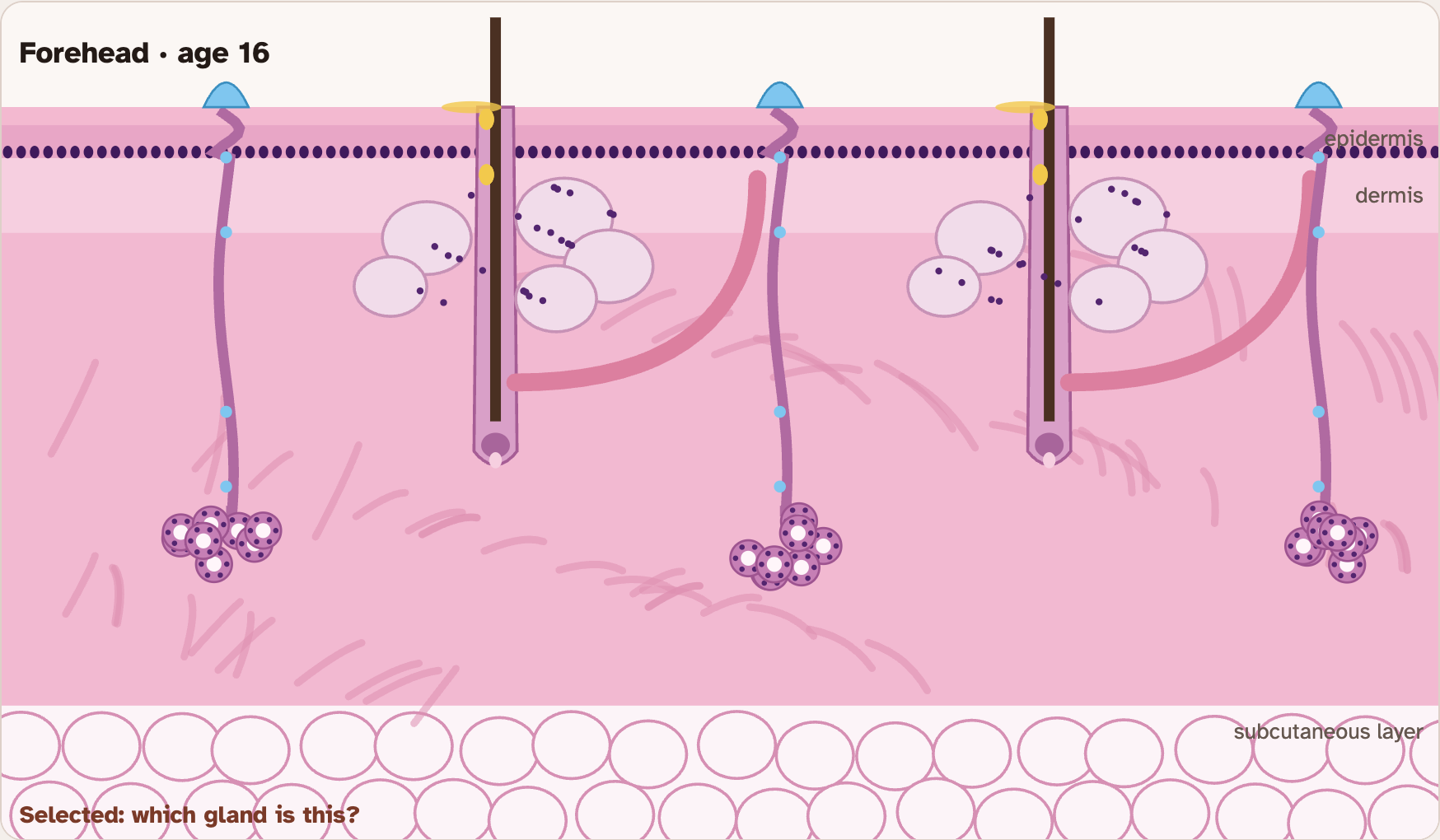 The lab drawing of forehead skin at age 16, with coiled glands deep in the dermis, hair follicles with pale sacs beside them and drops moving up to the surface