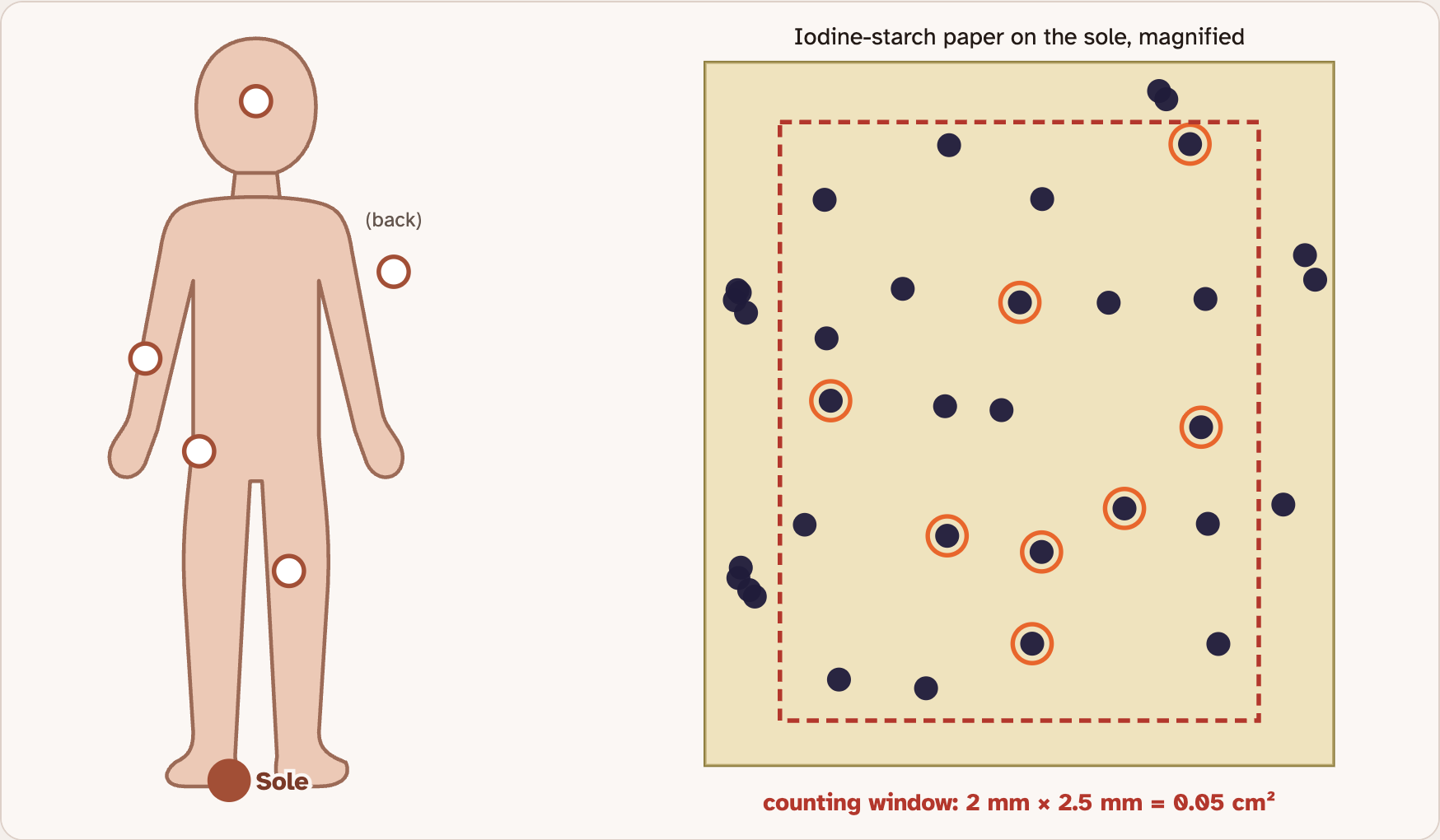 The lab drawing of a body with six test sites marked, beside a sheet of test paper covered in dark dots, with a red dashed counting window and orange rings around the dots already counted