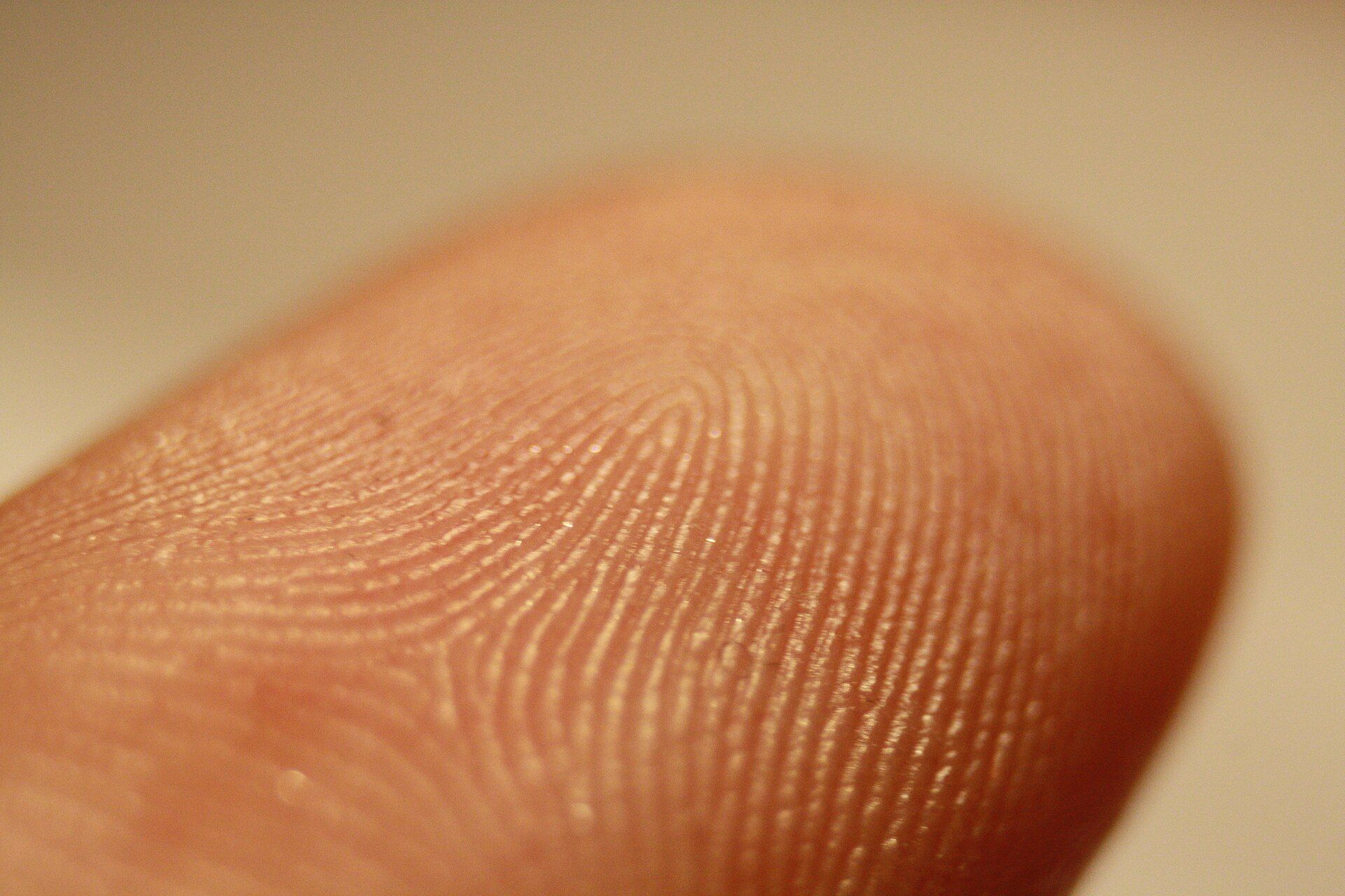 A close view of a fingertip, with fine curved ridges running across the skin